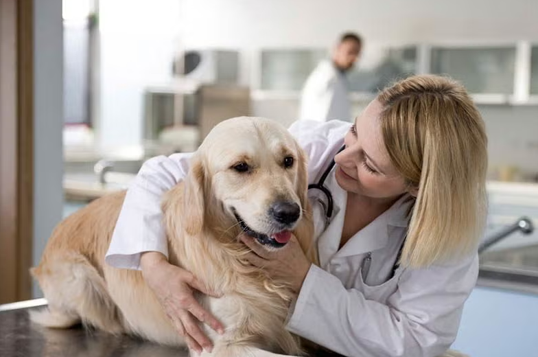 Top 5 Benefits of CBD for Dogs Every Pet Owner Must Know